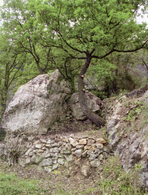 Micro-terrasse restaure au lieudit Le Castellar  Chteauneuf-Villevieille (Alpes-Maritimes).  Edmond Mari.